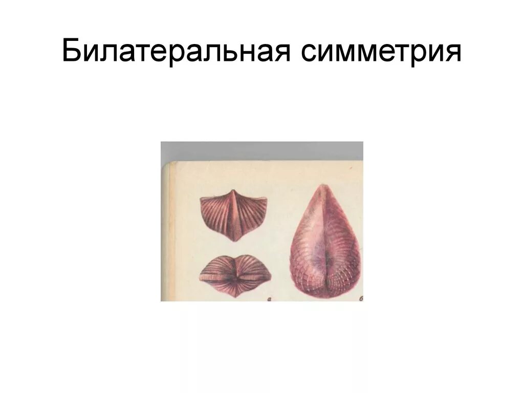 Двусторонняя симметрия впервые появляется у. Билатеральная (зеркальная) симметрия. двусторонняя (билатеральная) симметрия. двусторонняя симметрия в природе. билатеральная симметр.