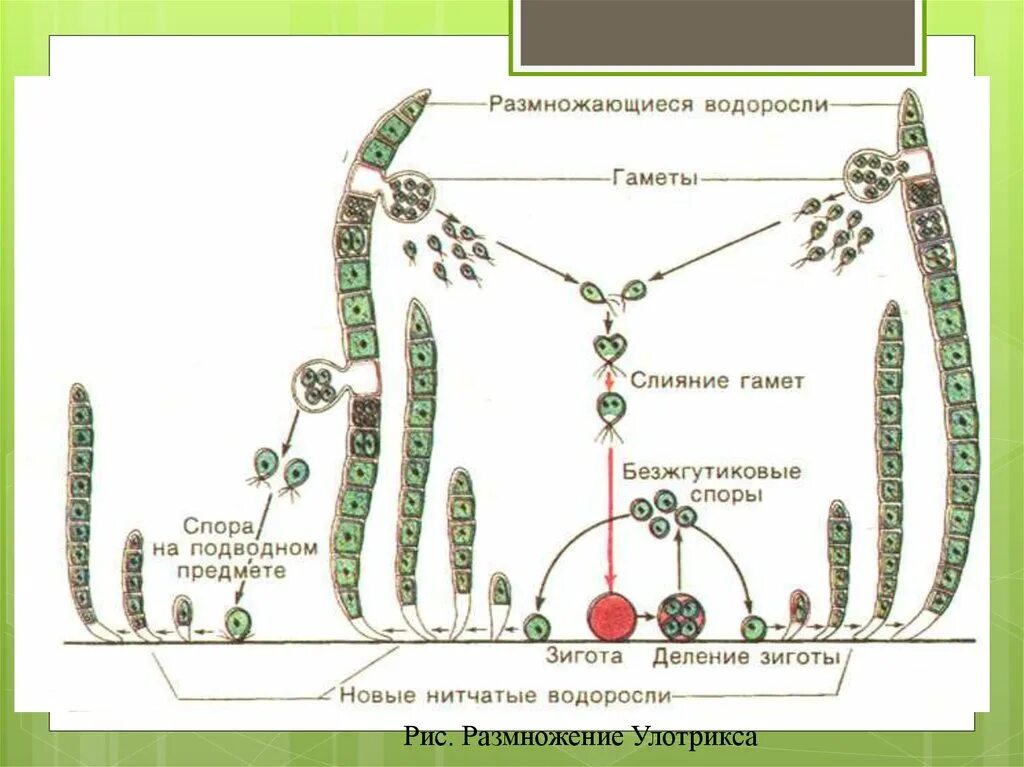 Жизненный цикл зеленой водоросли улотрикса. Размножение нитчатой водоросли улотрикса. Жизненный цикл водорослей улотрикс. Цикл размножения улотрикса. Спорофитом улотрикса является