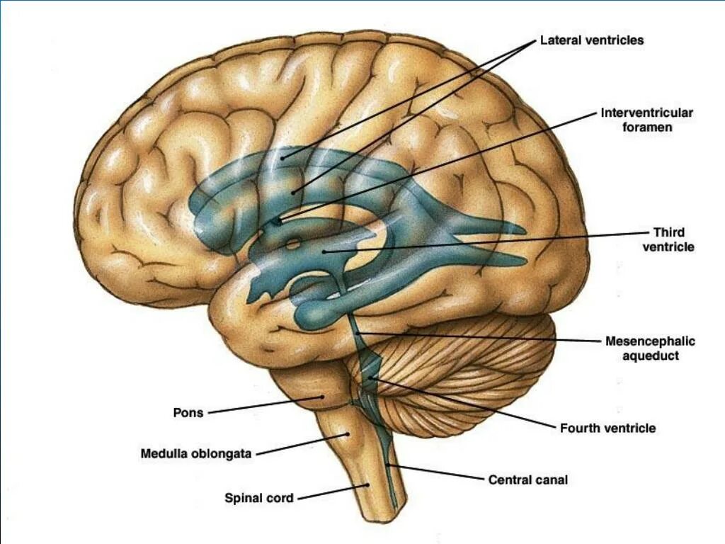 Желудочки головного мозга анатомия. Конечный мозг анатомия боковые желудочки. Желудочки головного мозга строение. Структура головного мозга, желудочки.