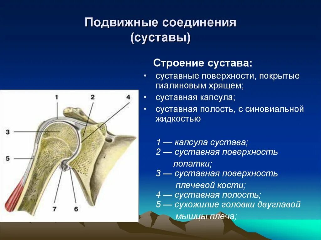 Подвижное соединение суставов. Плечевой сустав анатомия строение. Подвижные соединения суставы. Соединение костей строение сустава. Подвижное сустав строение.