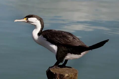 Северная морская птица 6 букв