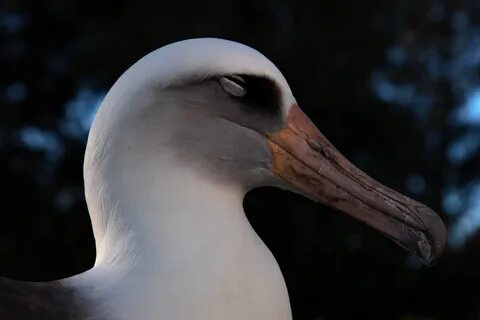 Elder bird