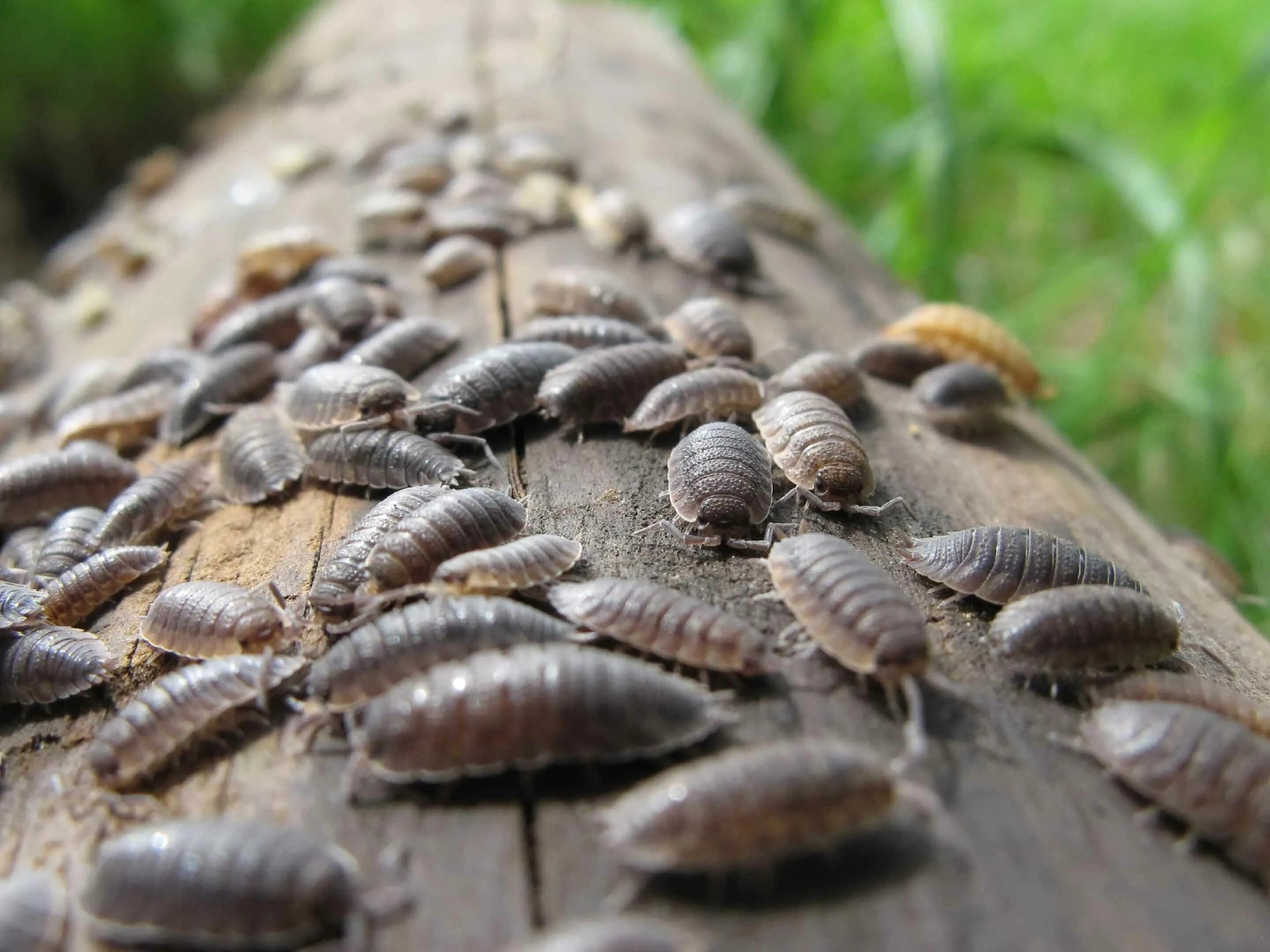 Мокрица Жук. Мокрица-броненосец обыкновенная. Мокрица шероховатая (Porcellio scaber). Мокрица Жук личинки.