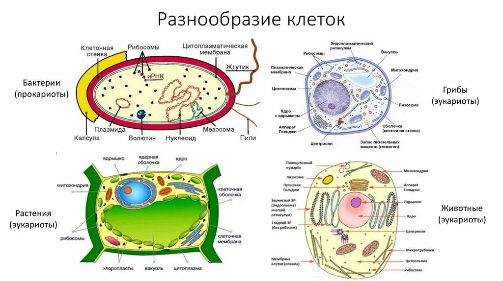 Выберите эукариотических организмов. Клетки эукариот и клетки прокариот. Клетка бактерий и эукариот. Строение прокариотической и эукариотической клеток. Строение клетки прокариот и эукариот.