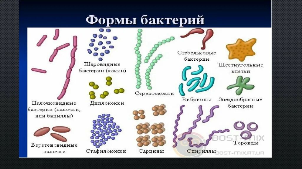 Царство бактерий примеры. Царство бактерий 5 класс. Классификация царства бактерий 5 класс биология. Форма клетки кокки. Царство бактерий 2 класс.