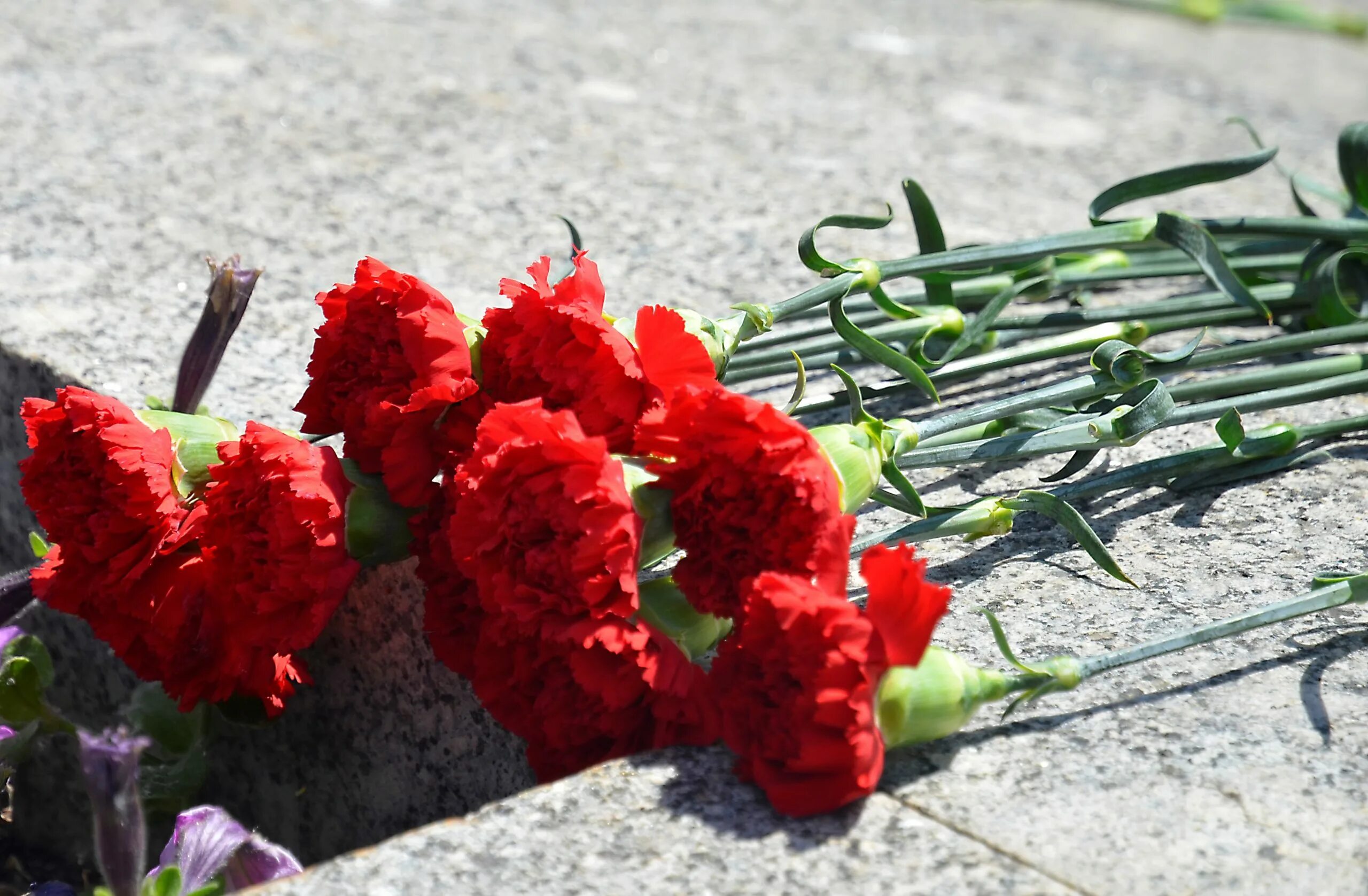 Цветы гвоздики возложение память. Мемориал Пискарёвское кладбище гвоздики. Возложение цветов на могилы ветеранов ВОВ. Гвоздики на памятник. Где можно возложить цветы в спб