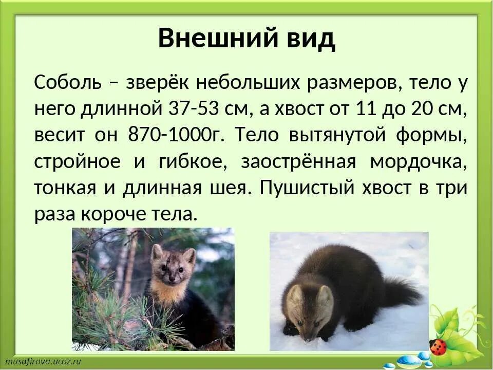 Соболь доклад. Сообщение о соболе. Чем питается соболь. Соболь описание животного. Что делает соболь.