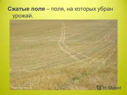 Стали видны