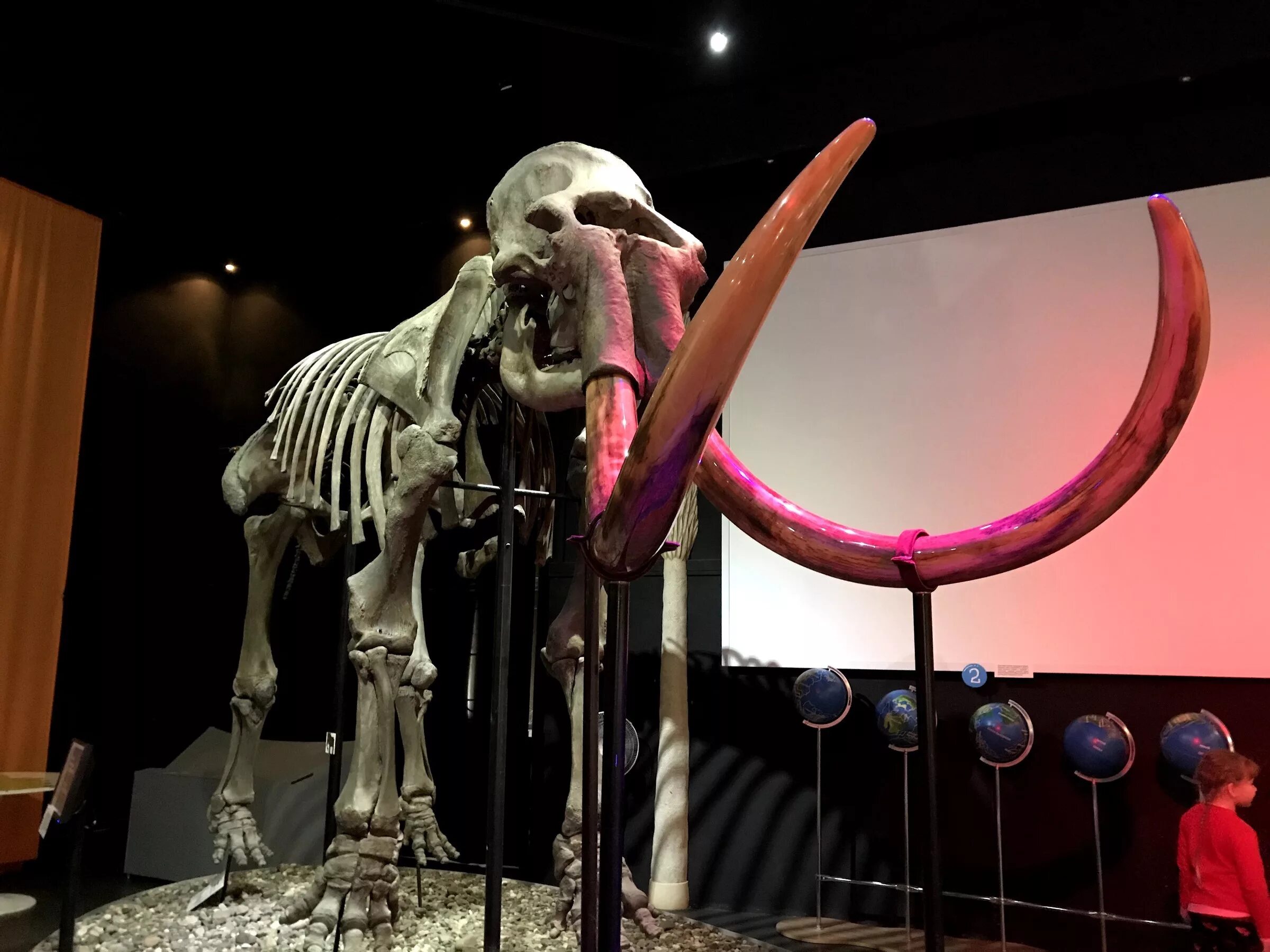 музей пермских древностей мамонт. скелет мамонта пермь. музей пермь режим работы. мамонт в перми краеведческий музей. музей пермских древностей в перми.