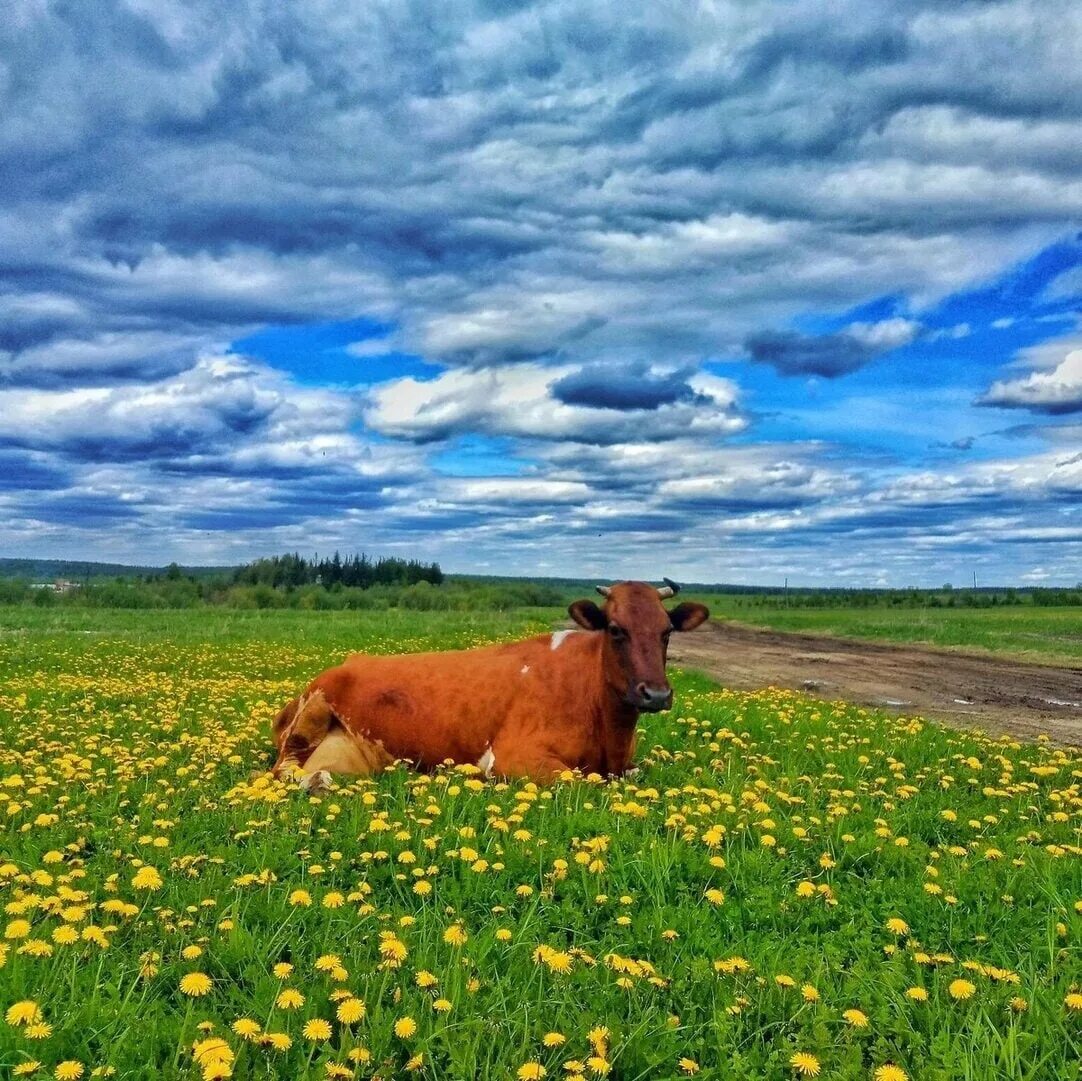 Free Images : landscape, grass, sky, field, meadow, prairie, flower, animal, sum