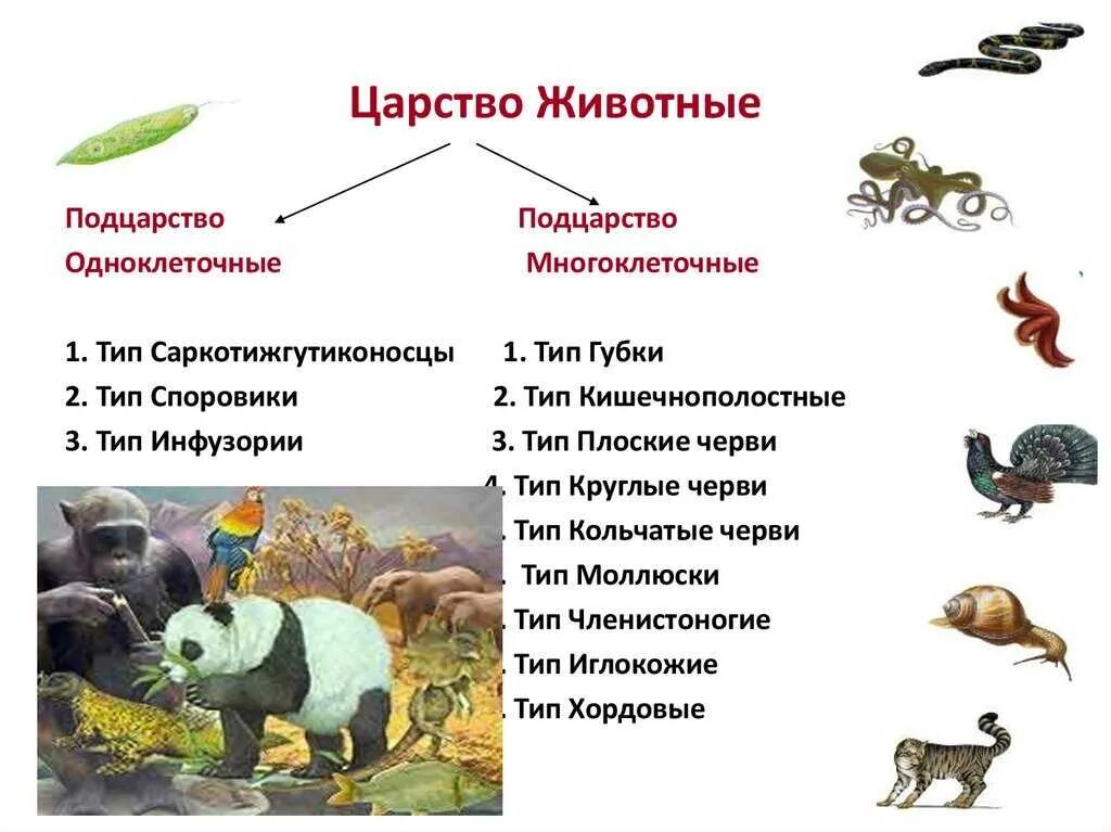 Систематика животных классификация царства. Царства животных таблица 3. Царство животных классификация 3 класс окружающий мир. Классификация царства животных 5 класс биология. Человек как представитель царства животных реализует