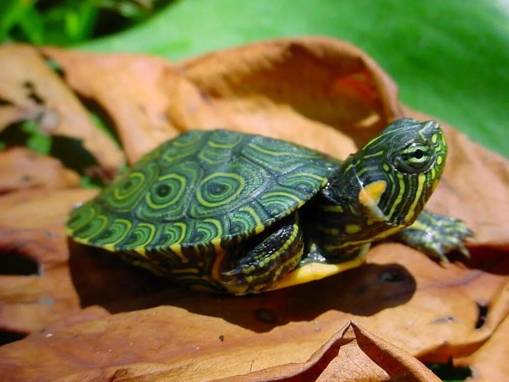 Какие черепахи относятся к морским. Каспийская красноухая черепаха. Красноухая Болотная черепаха. Белоухая черепаха. Graptemys nigrinoda.
