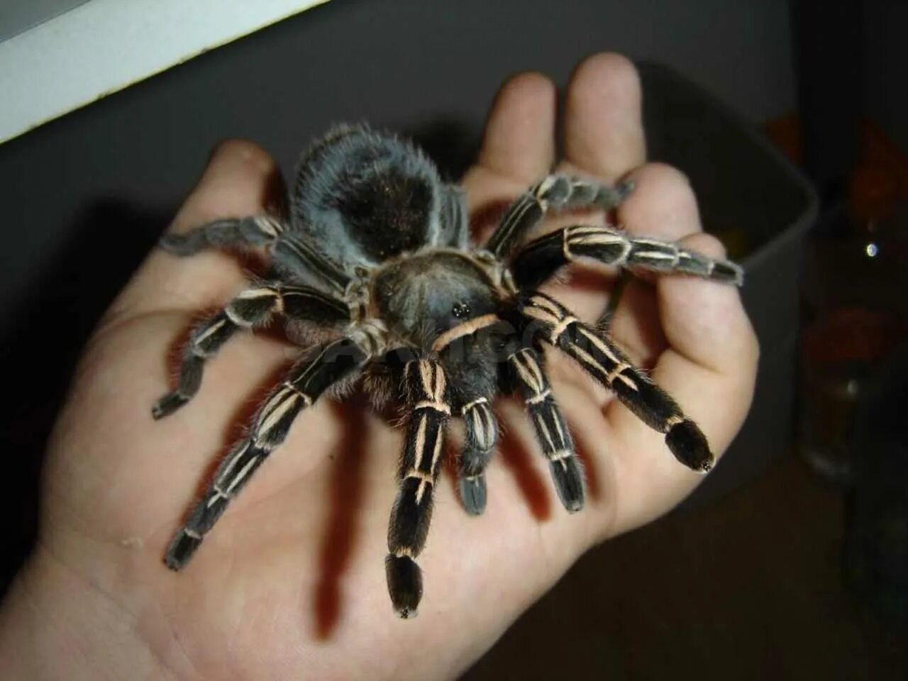 Тарантул Aphonopelma. Aphonopelma seemanni птицеед. Тарантул птицеед. Тигровый птицеед.