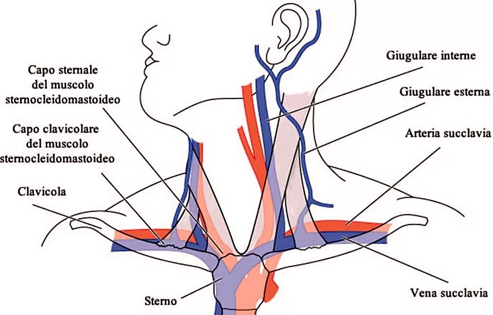 Яремная артерия где находится. Верхняя яремная Вена анатомия. Анатомия яремной вены для катетеризации. Наружная яремная Вена анатомия.