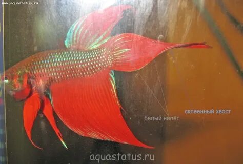 Отрастают ли плавники у рыб