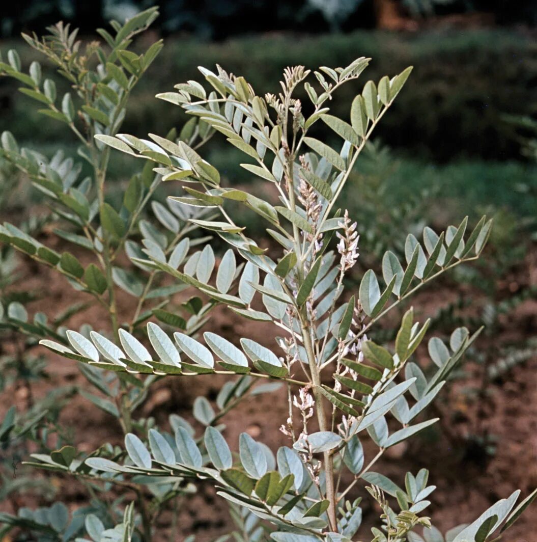 Солодка 7 букв. Glycyrrhiza glabra. Лакрица растение. Лакрица Солодка. Regaliz трава.