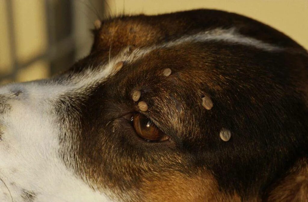 Пироплазмоз после лечения. Листовидная пузырчатка у собак.