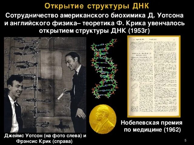 Дж. Уотсон и ф. крик открыли структуру ДНК В 1953г.. Открытие структуры ДНК Джеймсом Уотсоном и Фрэнсисом криком. Ф крик и Дж Уотсон Нобелевская премия.