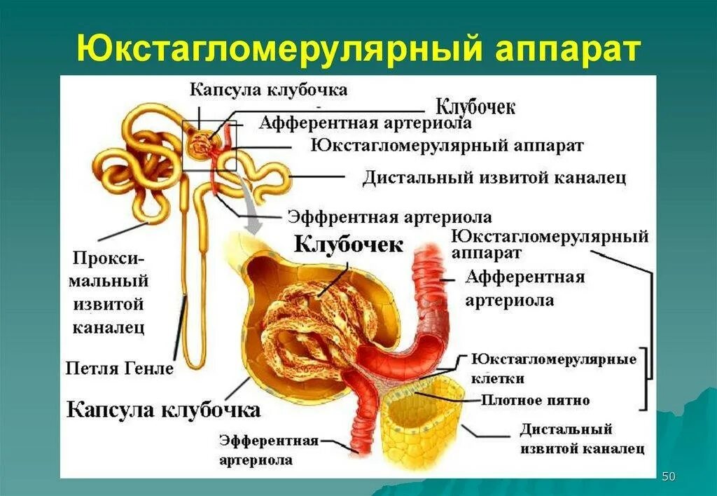 Артериолы клубочка