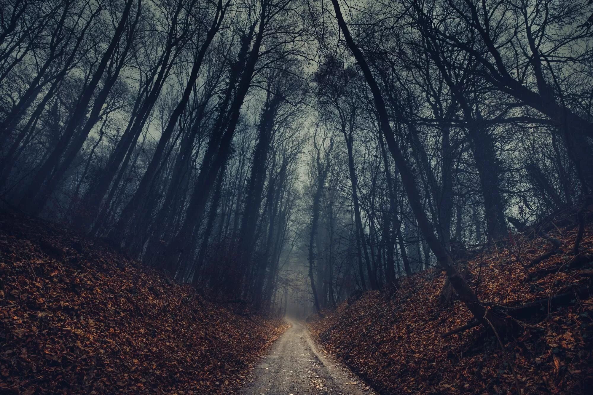 Between the trees