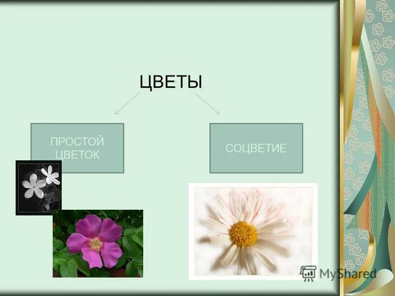 Примеры простых цветков. Просто цветы.