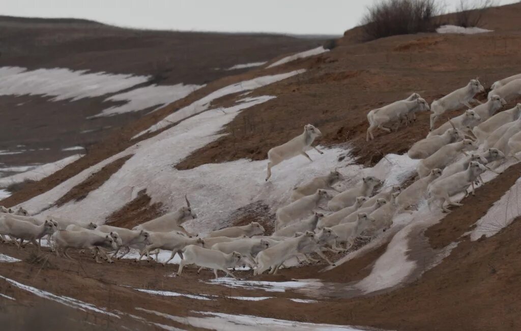 хонгор манджиев черные земли. зима в заповеднике черные земли. калмыкия сайгаки заповедник. черные земли зимой. зимняя степь калмыкии.