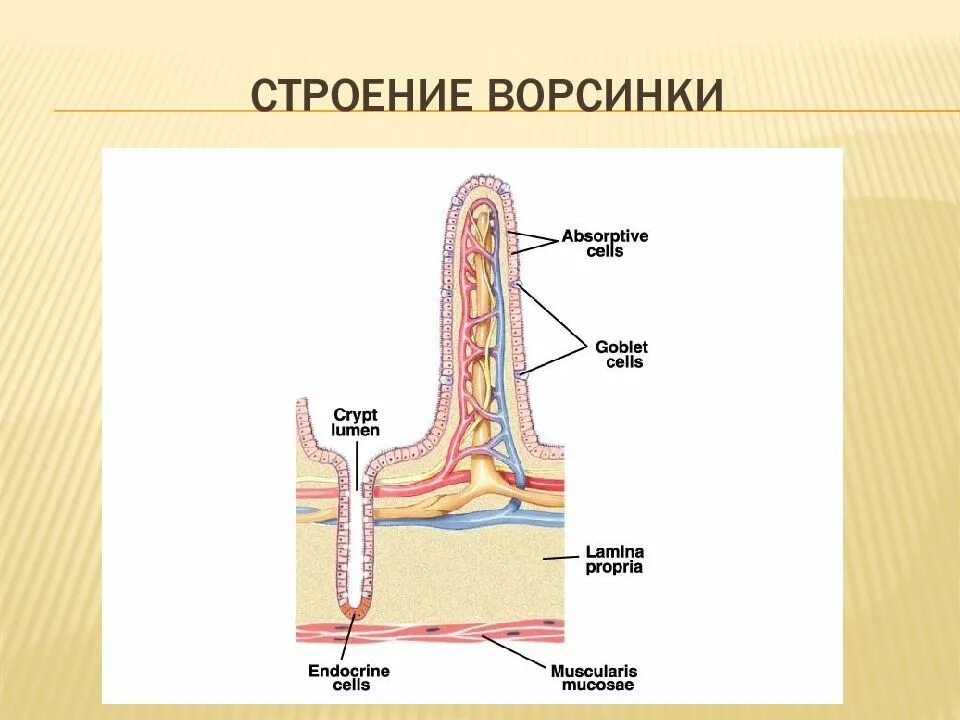 Строение ворсинки тонкого кишечника анатомия. Как устроена и как функционирует кишечная. Как устроена и как функционирует кишечная. Строение кишечной ворсинки биология 8. Как устроена и как функционирует кишечная.