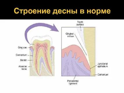 Характеристики десны