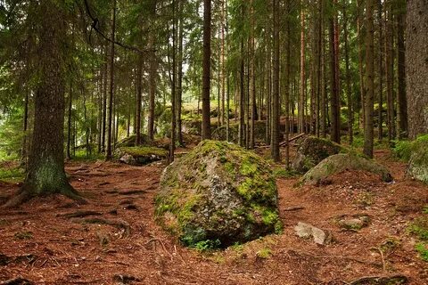 Лесная выборгская