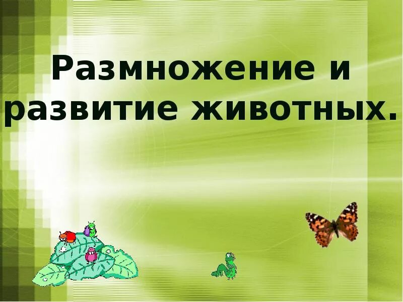 Урок размножение и развитие животных. Размножение и развитие животных. размножение и развитие животных 3 класс окружающий мир. размножение и развитие зверей 3 класс. размножение животных 3 класс.