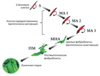 Синтез коллагена фибробластами