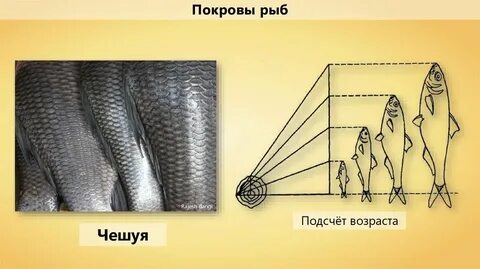 Эволюция чешуи