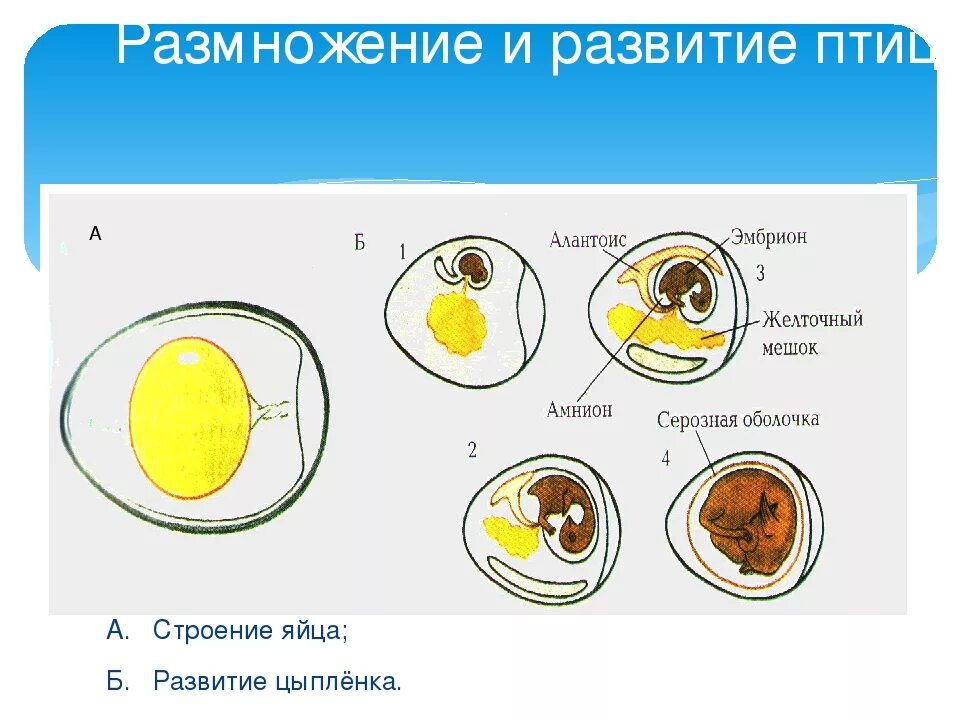 Сколько цыпленок в яйце. Строение яйца курицы (по Белоусову, 1993). Строение яйца птицы с зародышем. Строение куриного яйца с зародышем. Развитие зародыша в яйце птицы.