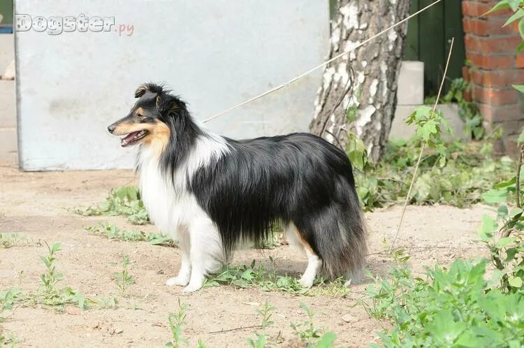 питомники колли рузский район. графское поместье питомник шелти. ред энд блэк ноябрьск. шелти. графское поместье шелти.