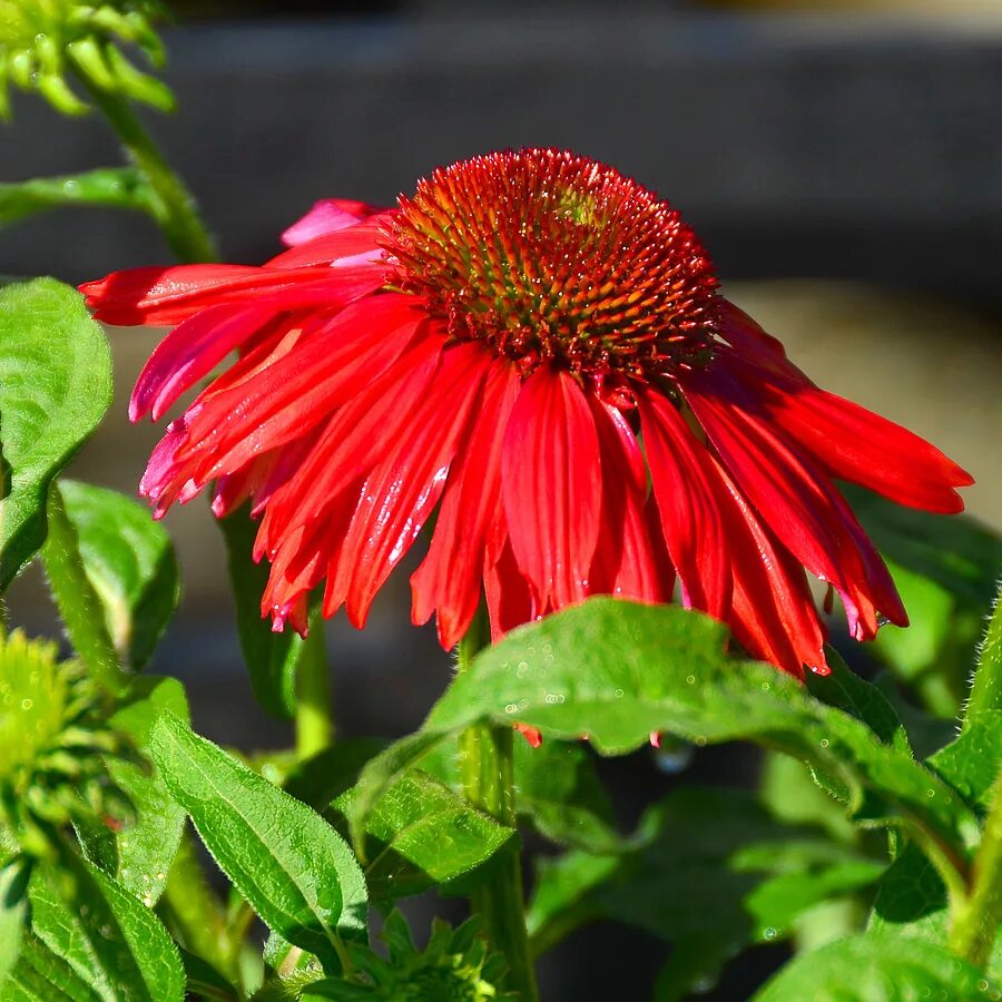 Эхинацея пурпурная ред. Эхинацея Salsa Red. Эхинацея Echinacea Firebird. Эхинацея сальса ред. Эхинацея шляпа