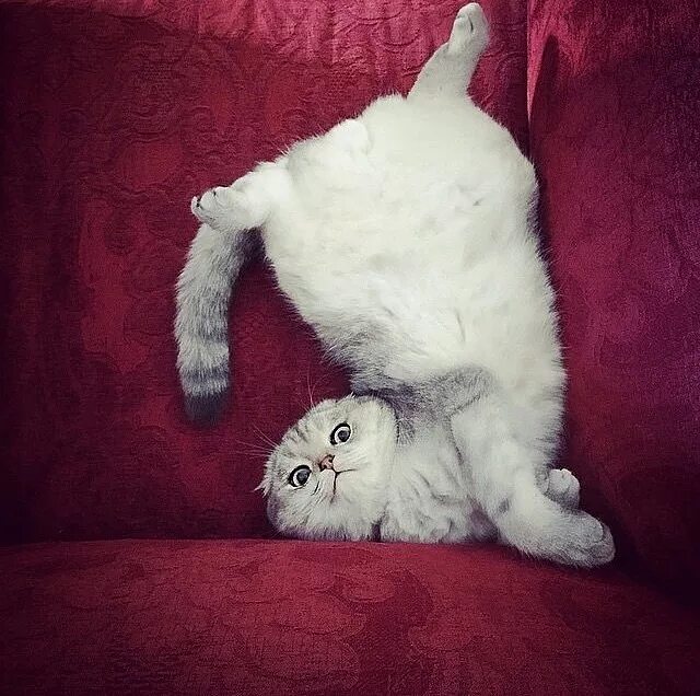 Тебе сломать или повредить. Я тебя сломаю кошечка читать полностью. Сказка капризная кошка. Родились у нас котята стихотворение. Я тебя сломаю кошечка читать полностью.