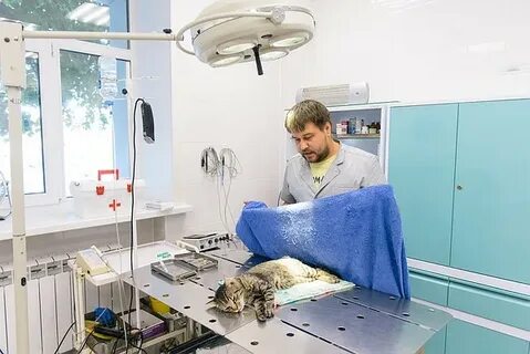 Ветеринар самара