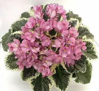 Irish rose