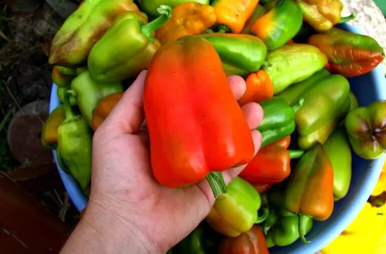 Hot Pepper Seeds - CAJUN BELLE - Hybrid Hot Pepper - Gmo Free - 10 Seeds eBay St