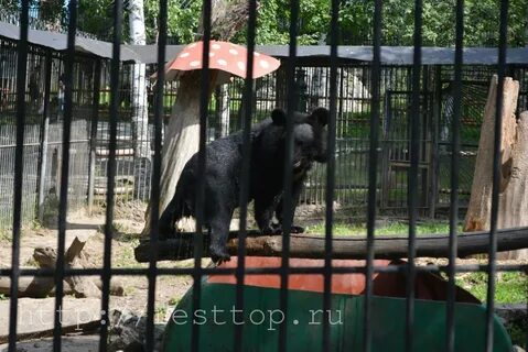 Зоосад хабаровск на воронеже