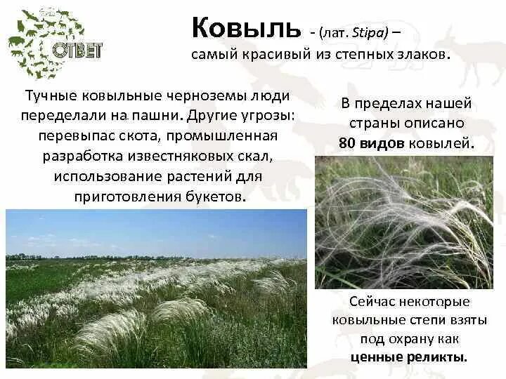 Ковыль сообщение 4 класс. Бунин ковыль. адаптация ковыля. ковыль стих. стихотворение бунина ковыль.