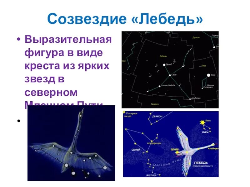 Созвездие лебедь в какое время года. Созвездие лебедь в какое время года. Созвездие лебедь рассказ для 2 класса. Созвездие лебедь 2 класс окружающий. Созвездия лебедь и дракона на карте.