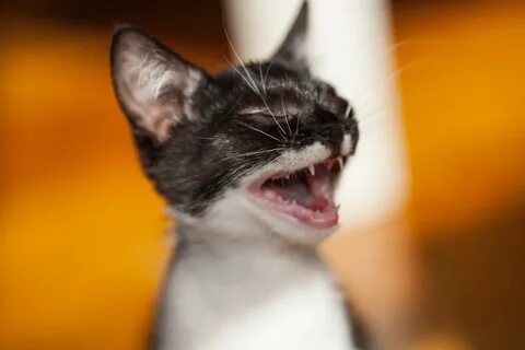 Над котиком