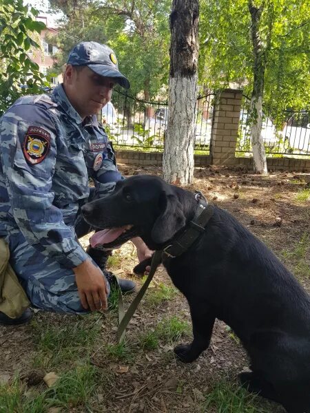 Приказы кинолога. Кинологическая служба МВД. День кинологической службы МВД России. Кинологическая служба Чита. Кинологическая служба МВД Севастополь.