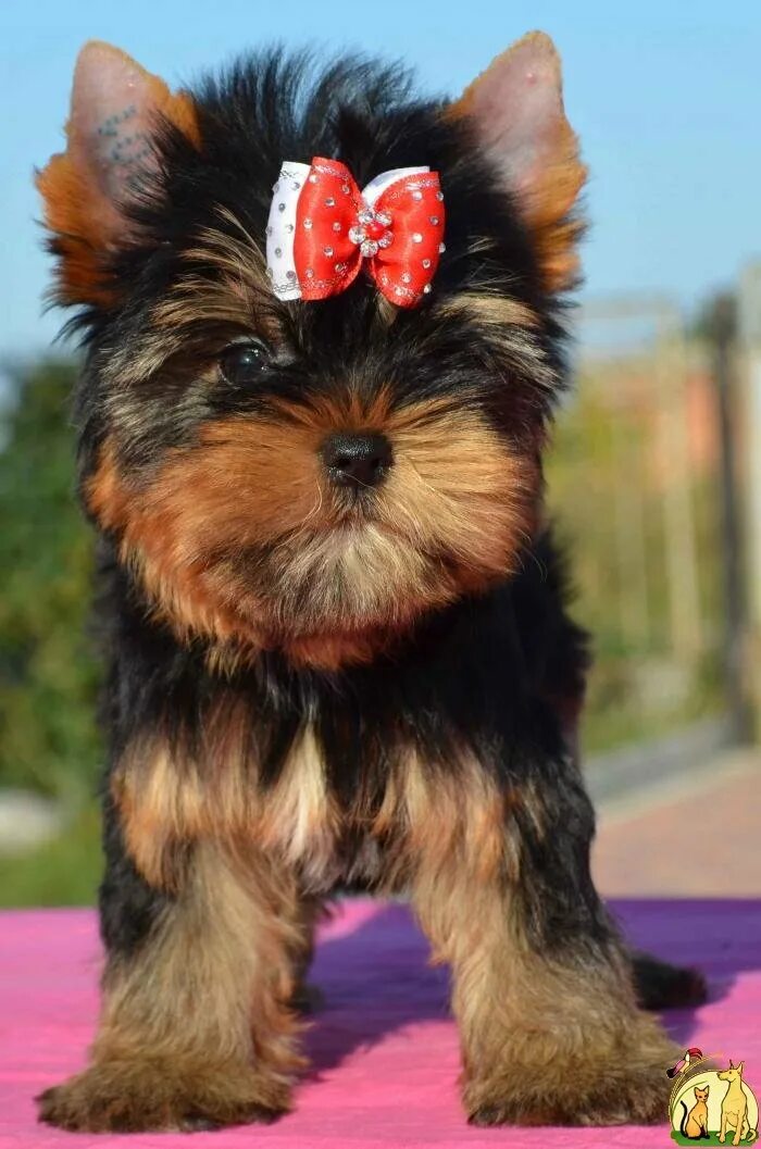 Йоркширский терьер амариллис. Йоркширский терьер стандарт и мини. Йоркширский терьер стандарт и мини. Йоркширский терьер мини стандарт. Йоркширский терьер мини стандарт.