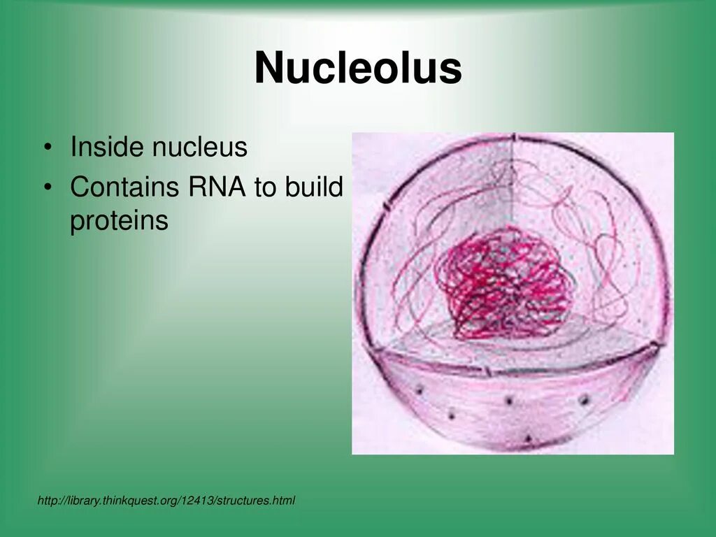 Cell contains. Nucleolus of Cell. Inside of Nucleus. Нуклеолы. Нуклеолы груди.