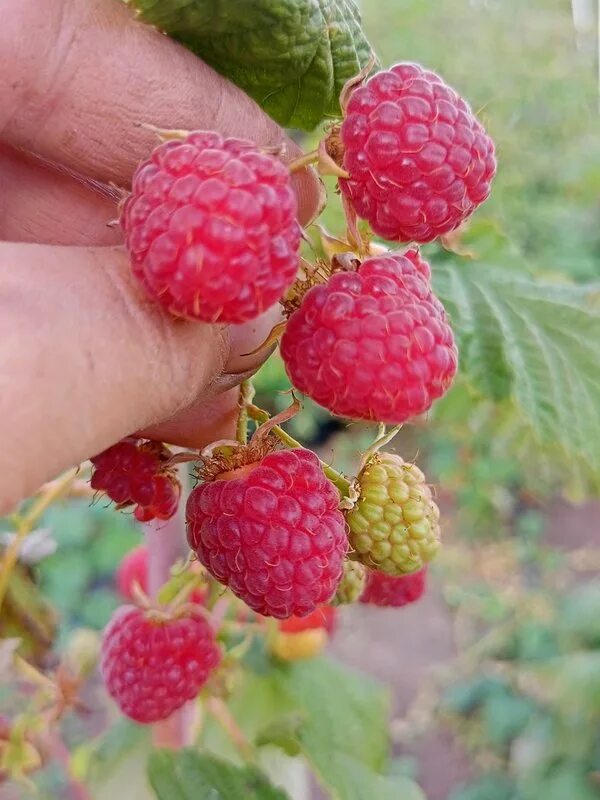 Александр иванович астахов селекционер. Питомник голубевых. Садово ягодный питомник. Питомник голубевых. Питомник голубевых.