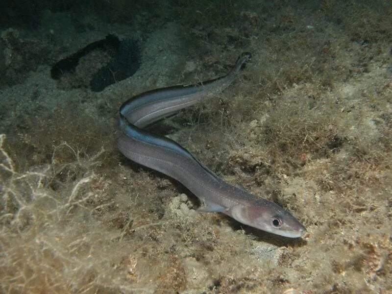 Угорь Конгер. Морской угорь Conger Conger. Мурена Речной угорь. Японский Речной угорь.