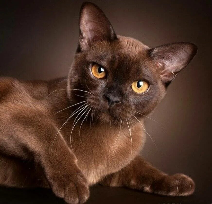 Фото шоколадных кошек. Бурманская кошка. Порода кошек европейская Бурма. Бурманская кошка американская. Американская Бурма Соболиная.