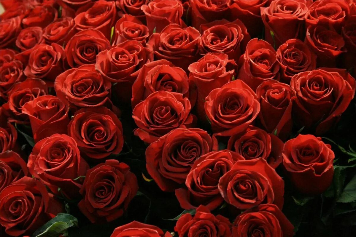 Roz. Красный цветок. Алые розы. Красные розы.